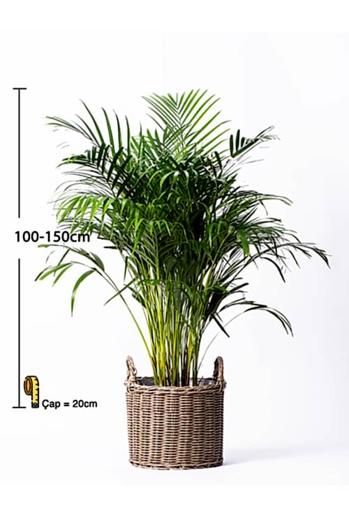 ARECA-100-150CM- palm-1
