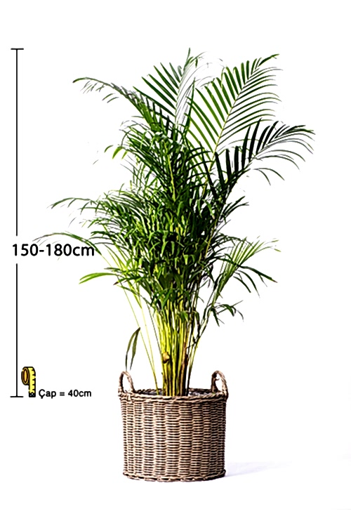 ARECA-150-180CM- palm-3