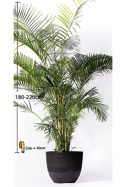 ARECA-180-220CM- palm-4