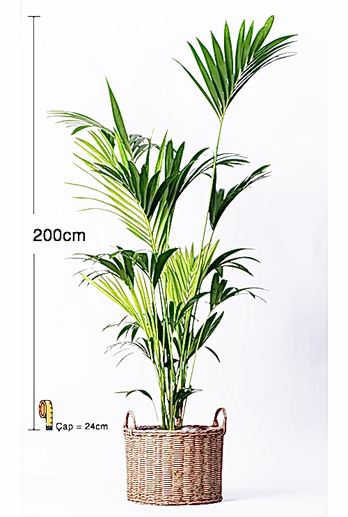 KENT連_200CM_2000TL kentia-1