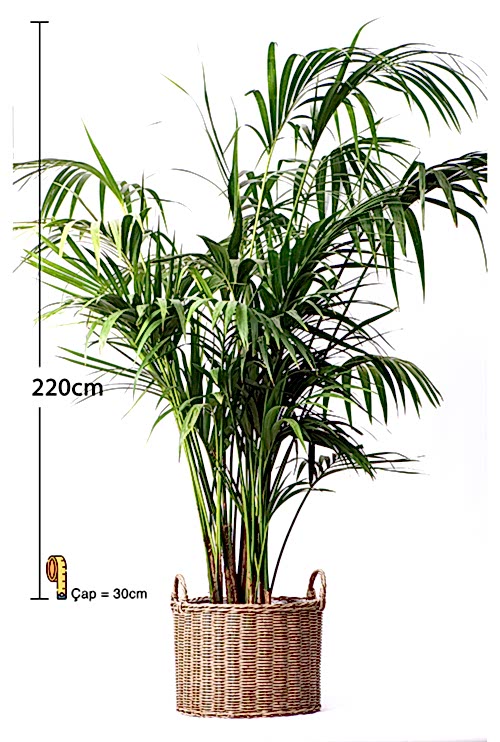 KENT連_220CM_2400TL kentia-2