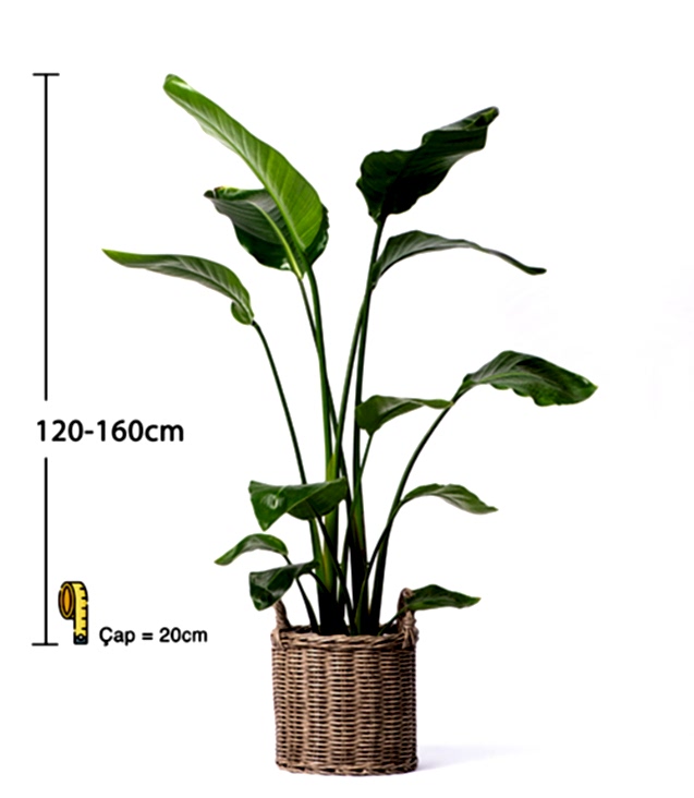 STRELİTZİA NİCOLAİ