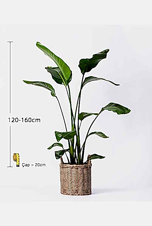 STREL狼Z連-N呂OLA�-120-160-_1500TL STRELİTZİA NİCOLAİ