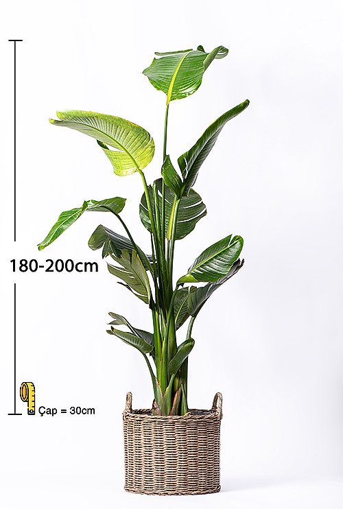 STREL狼Z連-N呂OLA�-180-200- streli-2