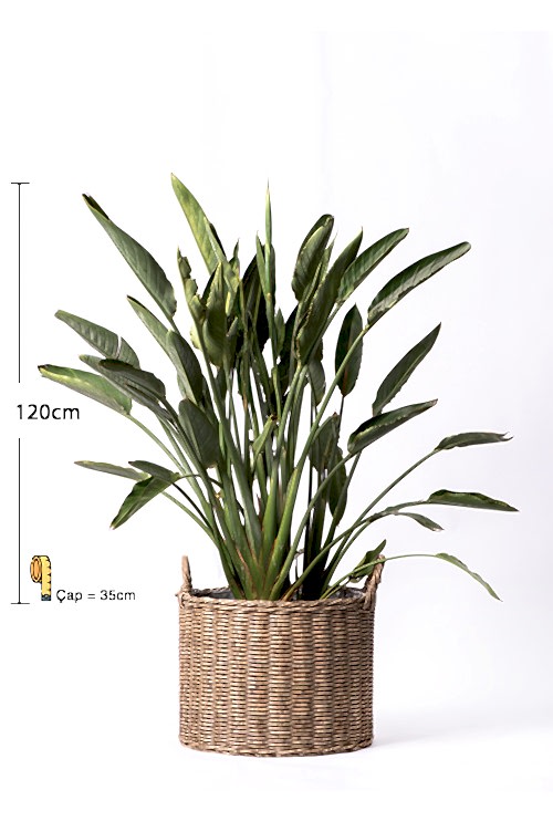 STREL狼Z連-REG朗EA-120CM- regina-1