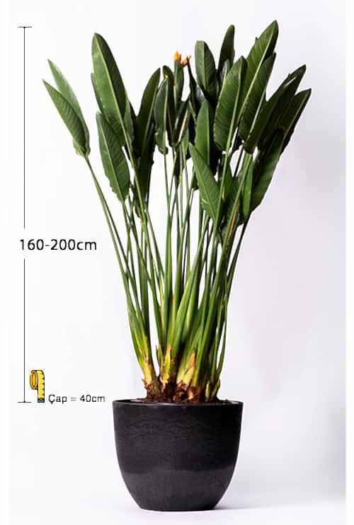 STREL狼Z連-REG朗EA-160-200CM- regina-2